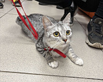 Кошки в Москве: Кошка Девочка, Бесплатно - фото 1