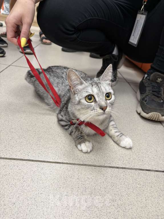 Кошки в Москве: Кошка Девочка, Бесплатно - фото 1