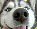 Собаки в Москве: Красавец Алмаз, молодой пес породы хаски в добрые руки Мальчик, 10 руб. - фото 6