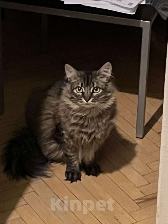 Кошки в Москве: Лея и Леся ищут дом Девочка, Бесплатно - фото 2