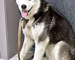Собаки в Москве: Красавец Алмаз, молодой пес породы хаски в добрые руки Мальчик, 10 руб. - фото 1