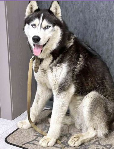 Собаки в Москве: Красавец Алмаз, молодой пес породы хаски в добрые руки Мальчик, 10 руб. - фото 1