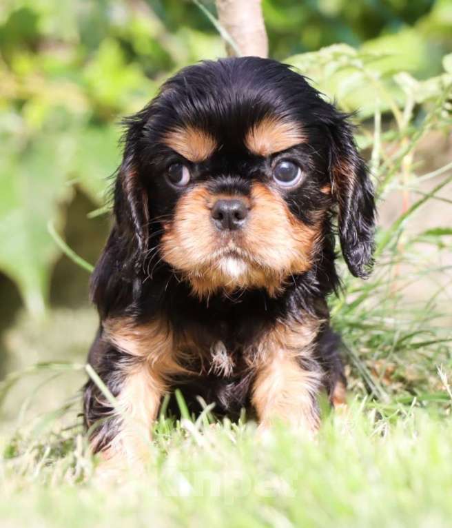 Собаки в Ростове-на-Дону: Замечательный мальчик в поиске лучших родителей  Мальчик, 80 000 руб. - фото 2