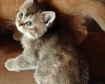 Кошки в Краснодаре: Ласкова игривая кошечка шиншила Девочка, 15 000 руб. - фото 2