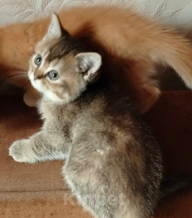 Кошки в Краснодаре: Ласкова игривая кошечка шиншила Девочка, 15 000 руб. - фото 2