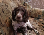 Собаки в Санкт-Петербурге: Русский спаниель в добрые руки Мальчик, Бесплатно - фото 3