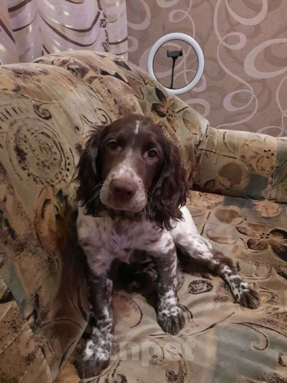 Собаки в Санкт-Петербурге: Русский спаниель в добрые руки Мальчик, Бесплатно - фото 3