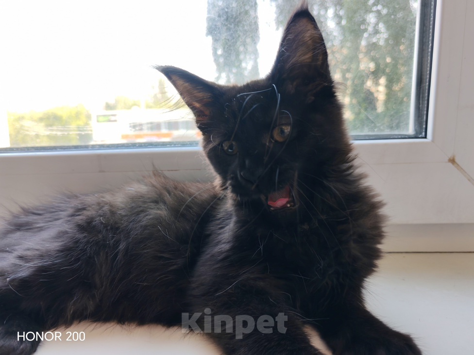 Кошки в Братске: Мини Линкс Сьюзи Девочка, Бесплатно - фото 1