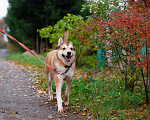 Собаки в Санкт-Петербурге: Красивый активный пёс Маффин ищет дом Мальчик, Бесплатно - фото 8