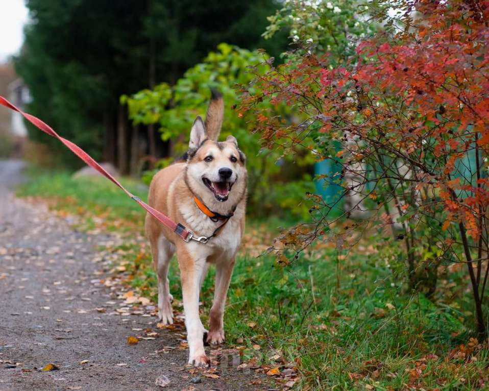 Собаки в Санкт-Петербурге: Красивый активный пёс Маффин ищет дом Мальчик, Бесплатно - фото 8