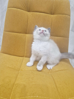 Самая нежная малышка Рэгдолл 