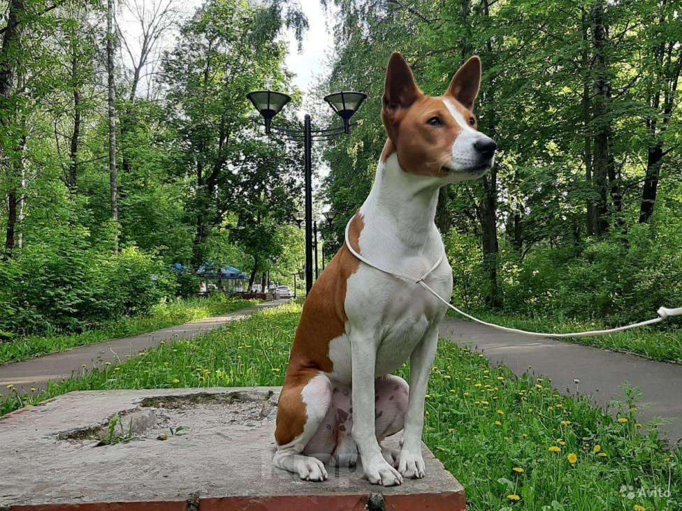 Собаки в Щелково: Кобель басенджи Мальчик, 10 000 руб. - фото 1