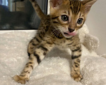 Кошки в других городах Московской области: Бенгальский котенок Мальчик, 18 000 руб. - фото 4