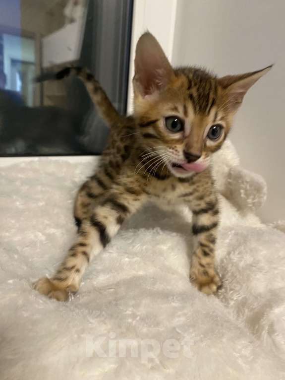 Кошки в других городах Московской области: Бенгальский котенок Мальчик, 18 000 руб. - фото 4