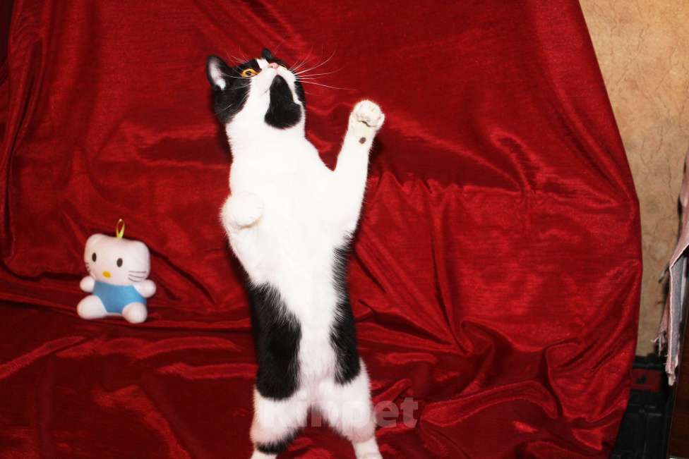 Кошки в Москве: Очаровательная Панечка, 6 мес., в добрые руки Девочка, Бесплатно - фото 3