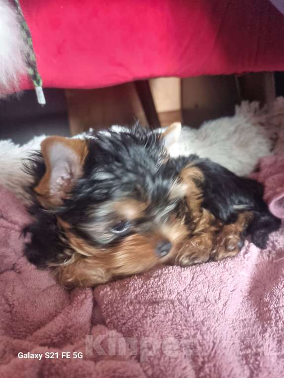 Собаки в Красноярске: Оскар Мальчик, 30 000 руб. - фото 3