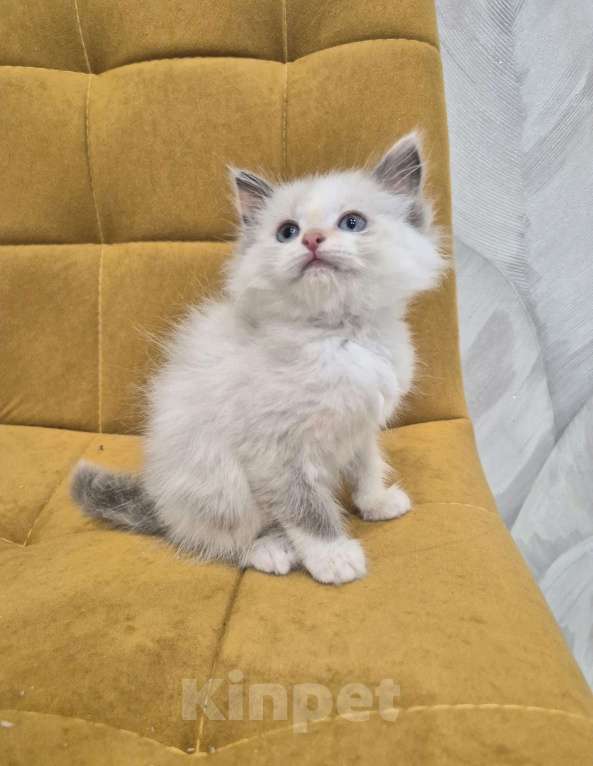 Кошки в Москве: Девочка Рэгдолл Девочка, 47 000 руб. - фото 7