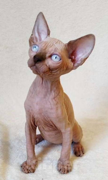 Кошки в Москве: Породный котёнок канадского сфинкса Мальчик, 40 000 руб. - фото 1