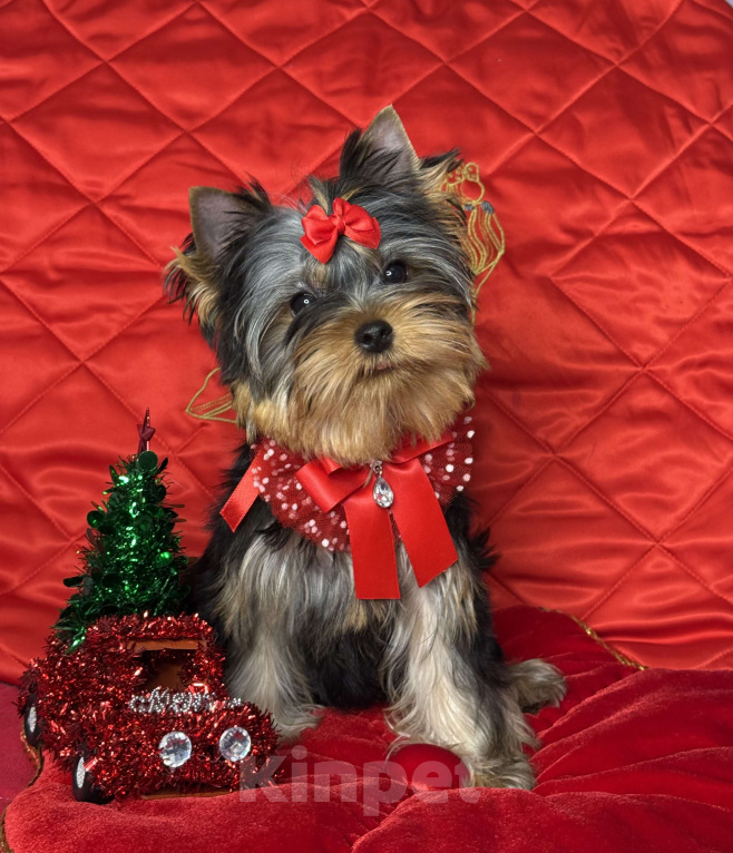 Собаки в Москве: Йоркширский терьер мальчик Мальчик, 55 000 руб. - фото 5