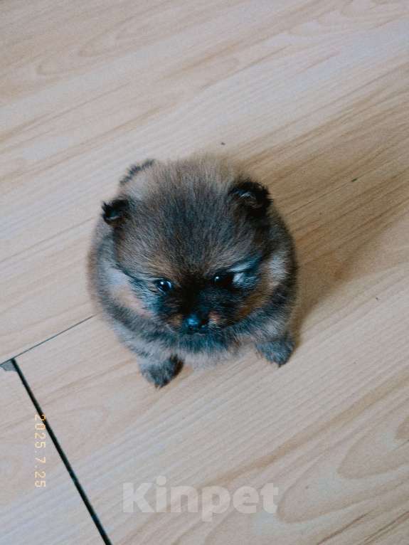 Собаки в Усолье-Сибирском: Немецкий шпиц Мальчик, 15 000 руб. - фото 2