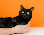 Кошки в Москве: Черный молодой котейка подросток Черныш ищет дом Мальчик, 1 руб. - фото 5