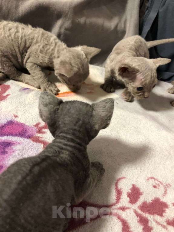 Кошки в Москве: Девон рекс  Мальчик, 60 000 руб. - фото 2