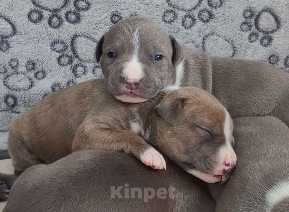 Собаки в Санкт-Петербурге: Щенки стаффордширского терьера Разнополые, 90 000 руб. - фото 7