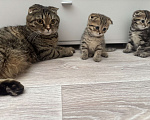 Кошки в Астрахани: Вислоухие шотландские котятя Мальчик, 4 000 руб. - фото 8