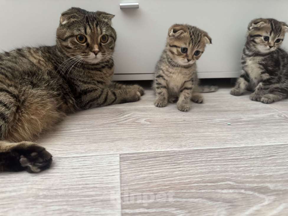 Кошки в Астрахани: Вислоухие шотландские котятя Мальчик, 4 000 руб. - фото 8