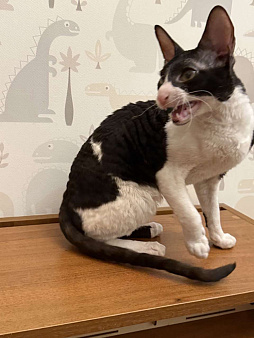 Корниш -рекс 