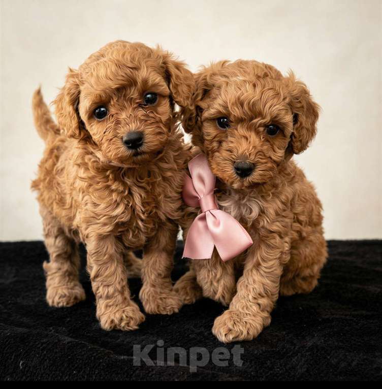 Собаки в Саратове: Щенки той пуделя Девочка, 40 000 руб. - фото 4