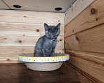 Кошки в Москве: Котенок Бусинка ищет дом Девочка, Бесплатно - фото 3