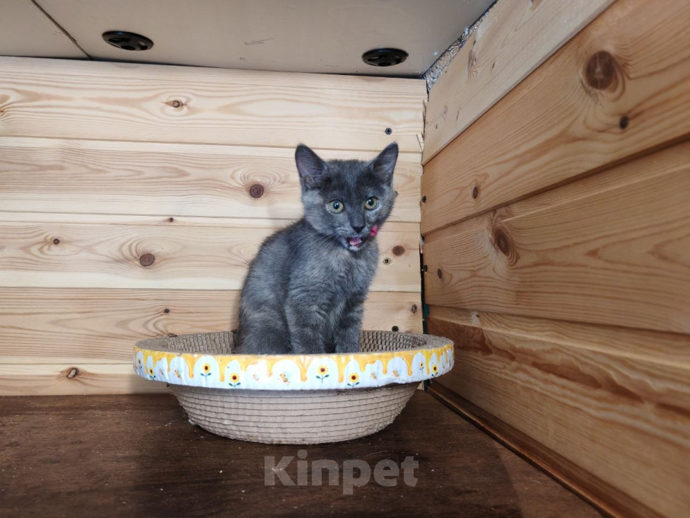 Кошки в Москве: Котенок Бусинка ищет дом Девочка, Бесплатно - фото 3
