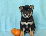Собаки в Москве: Сиба ину. Щенки разных окрасов. Мальчик, 50 000 руб. - фото 2