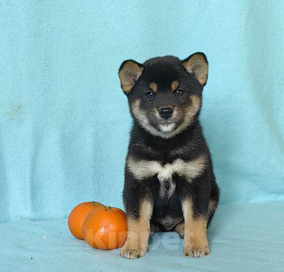 Собаки в Москве: Сиба ину. Щенки разных окрасов. Мальчик, 50 000 руб. - фото 2