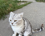 Кошки в Ореховом-Зуево: Спасите кошку Девочка, Бесплатно - фото 4