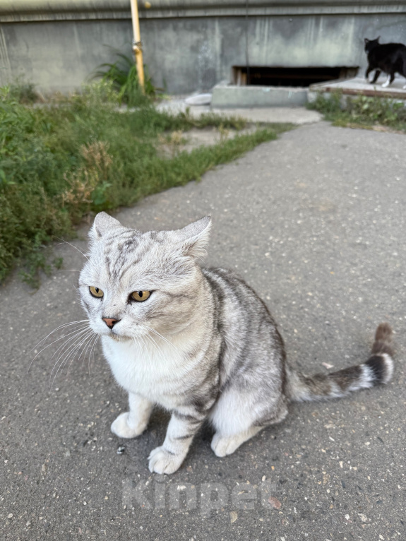 Кошки в Ореховом-Зуево: Спасите кошку Девочка, Бесплатно - фото 4