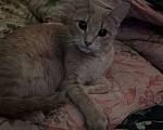 Кошки в Серпухове: Кошечку в добрые руки  Девочка, Бесплатно - фото 3