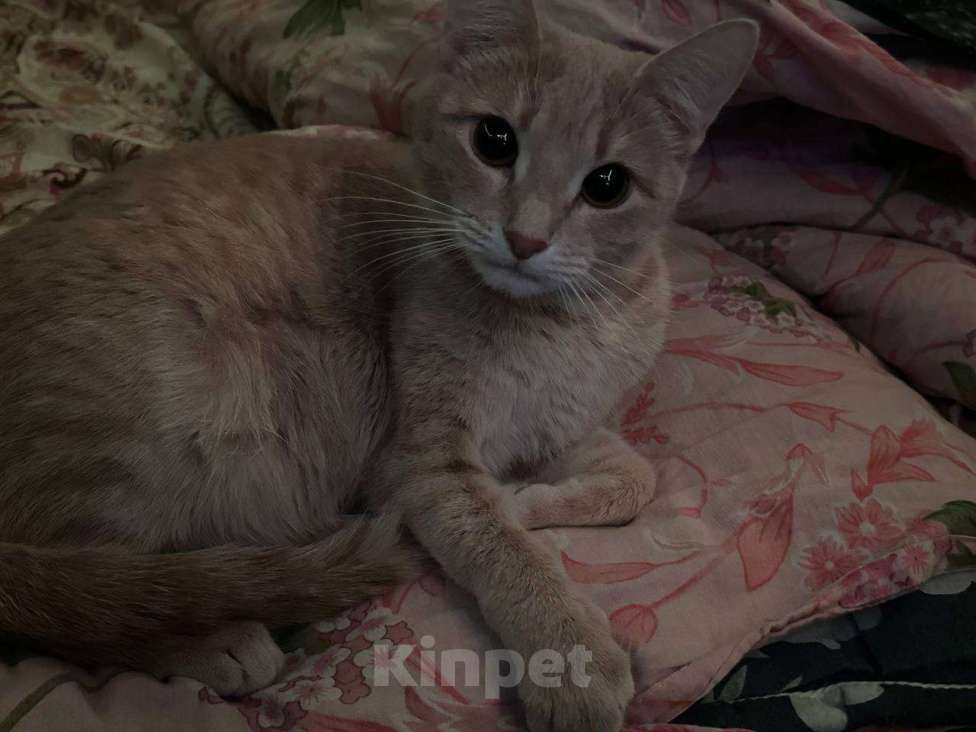 Кошки в Серпухове: Кошечку в добрые руки  Девочка, Бесплатно - фото 3