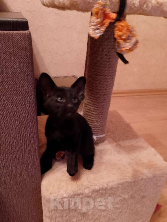 Кошки в Шахте: Продаю котят ориентальной породы  Мальчик, 25 000 руб. - фото 2