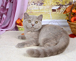 Кошки в Мурином:  Британская кошечка. Окрас лилово-черепаховый Девочка, 30 000 руб. - фото 2