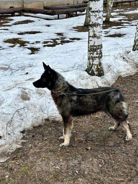 Собаки в Москве: Жизнерадостный пёс Мартин в добрые руки Мальчик, Бесплатно - фото 5