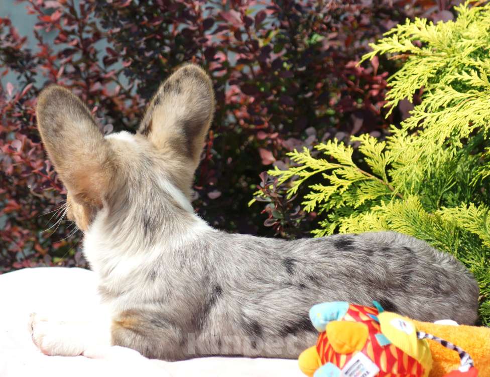 Собаки в других городах Московской области: Девочка Вельш Корги Кардиган Девочка, 40 000 руб. - фото 3