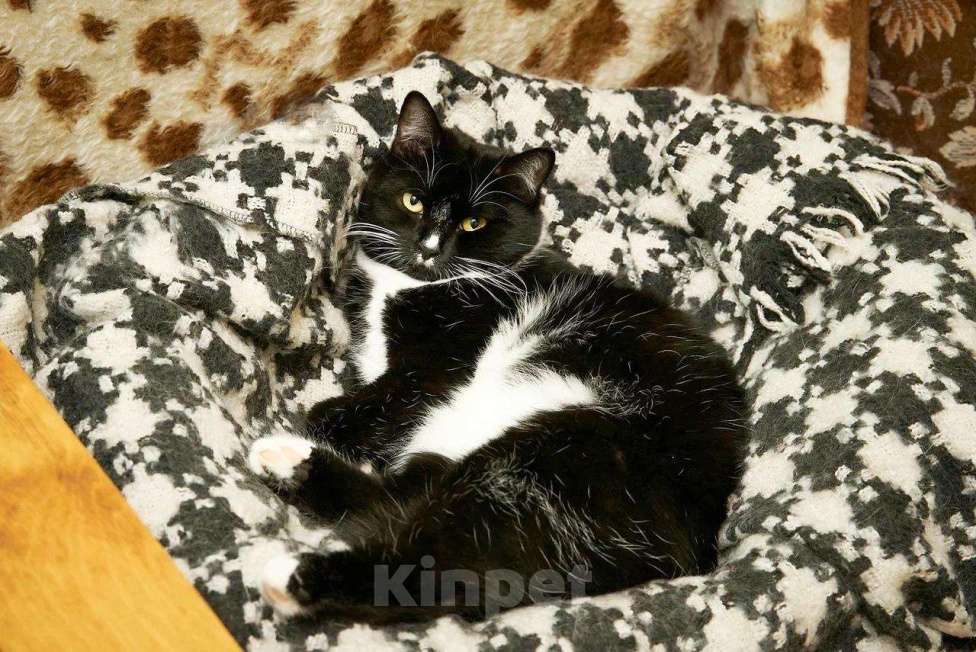 Кошки в Москве: Нужен дом для кошечки Кармы, в добрые руки  Девочка, Бесплатно - фото 3