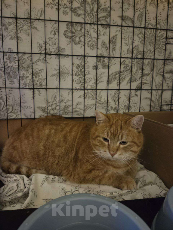 Кошки в Санкт-Петербурге: Рыжик ищет дом Мальчик, Бесплатно - фото 3