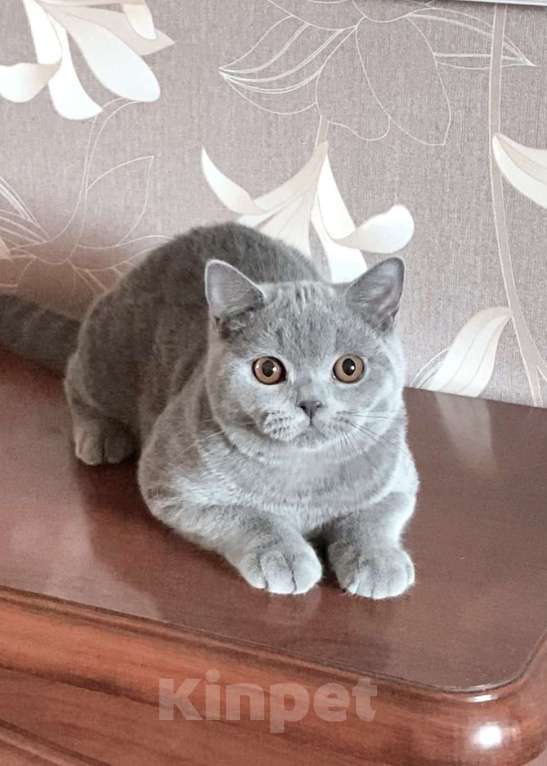 Кошки в Санкт-Петербурге: Британский джентельмен Мальчик, 40 000 руб. - фото 2