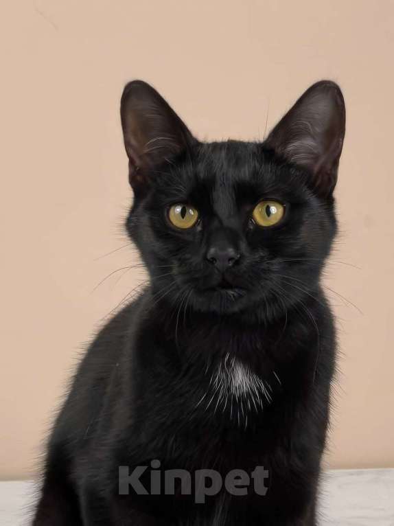 Кошки в Москве: котенок Куба ищет дом Девочка, Бесплатно - фото 7