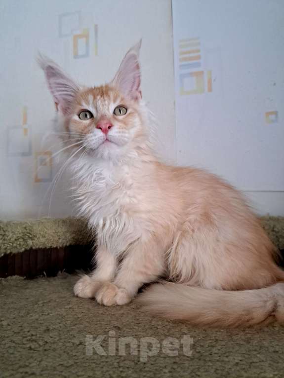 Кошки в Москве: Котята породы мейн-кун Мальчик, 45 000 руб. - фото 5