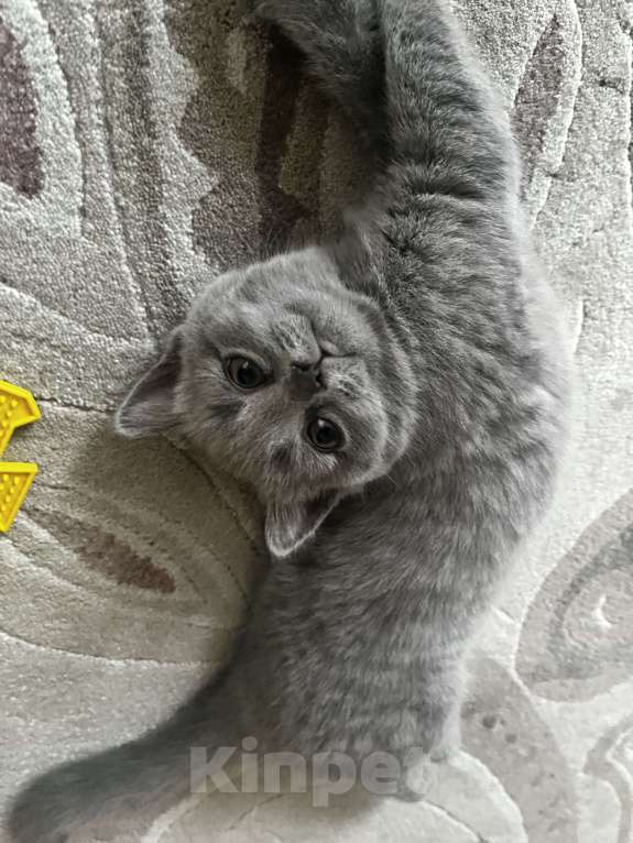 Кошки в Реутове: Шотландская прямоухая котёнок Девочка, 10 000 руб. - фото 3