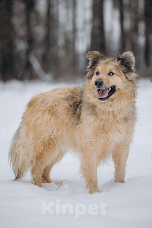 Собаки в Москве: Ласковый мальчик в добрые руки! Мальчик, Бесплатно - фото 4